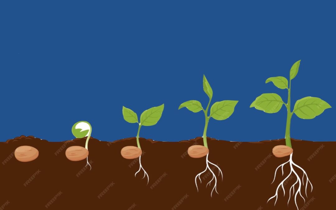 to reach maturity