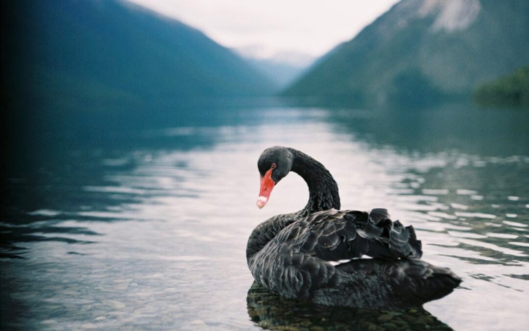 the swan