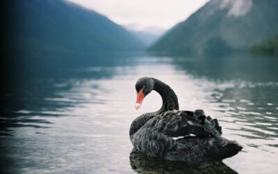 the swan